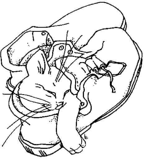 Кошки как дети - i_020.jpg