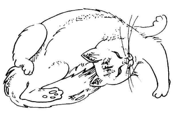 Кошки как дети - i_035.jpg