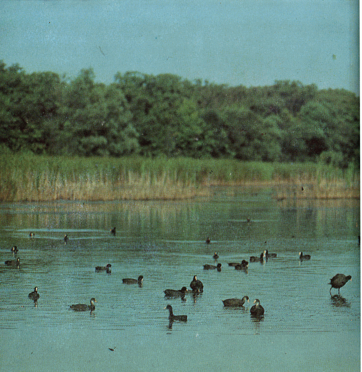 На речных берегах - image068.png