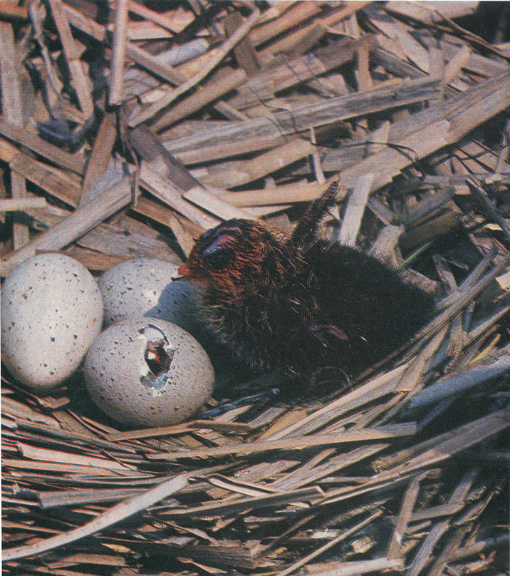 На речных берегах - image072.png