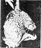 Перо ковыля - pic0044.jpg