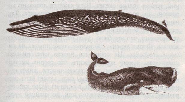 По следам морского змея - any2fbimgloader1.jpeg