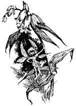 Недотепа - pic_13.jpg