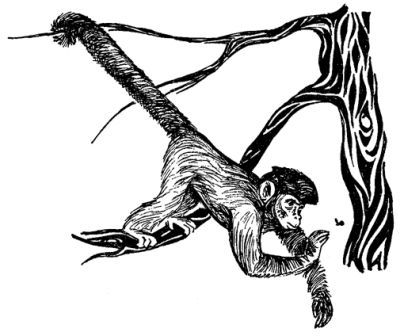 Обезьяны, обезьяны, обезьяны... - _8.jpg