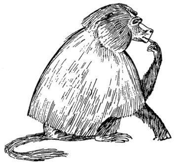 Обезьяны, обезьяны, обезьяны... - _4.jpg