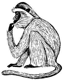 Обезьяны, обезьяны, обезьяны... - _7.jpg