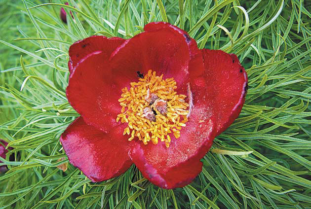 Садовые цветы от снега до снега - i_033.jpg