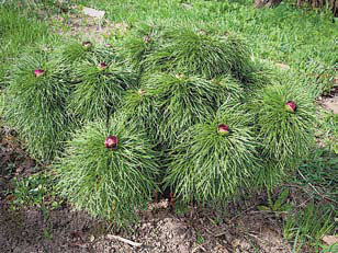 Садовые цветы от снега до снега - i_034.jpg