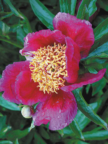 Садовые цветы от снега до снега - i_035.jpg