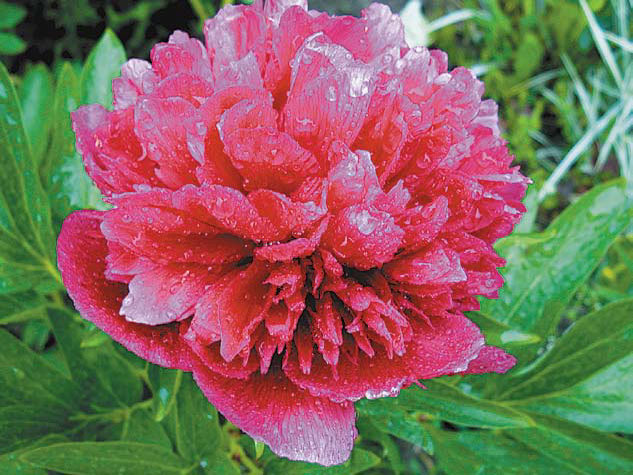 Садовые цветы от снега до снега - i_036.jpg