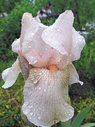 Садовые цветы от снега до снега - i_040.jpg