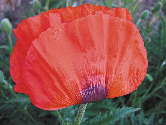 Садовые цветы от снега до снега - i_044.jpg