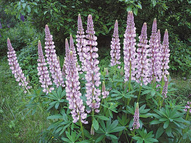 Садовые цветы от снега до снега - i_045.jpg