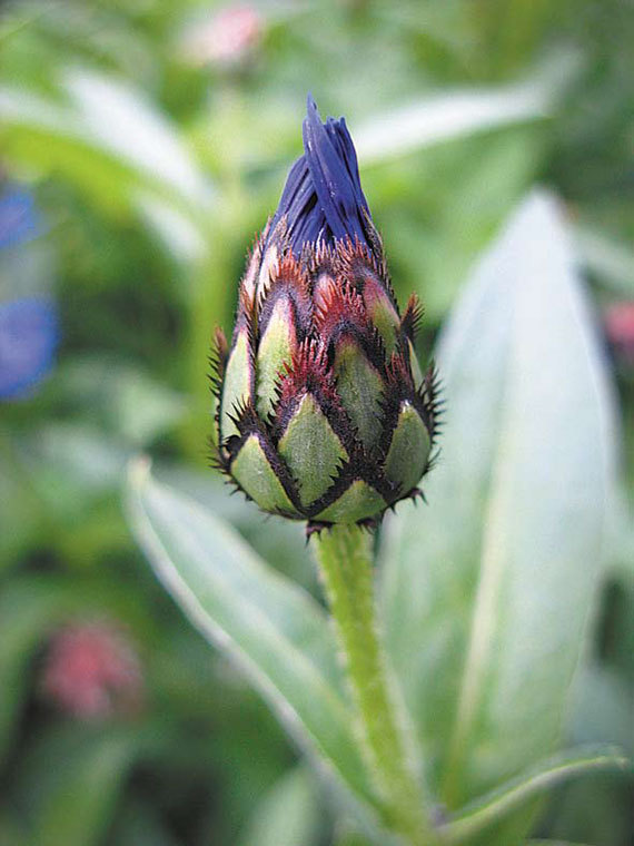 Садовые цветы от снега до снега - i_056.jpg