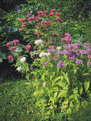 Садовые цветы от снега до снега - i_066.jpg