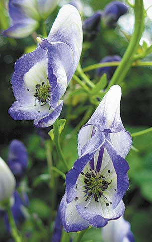 Садовые цветы от снега до снега - i_070.jpg