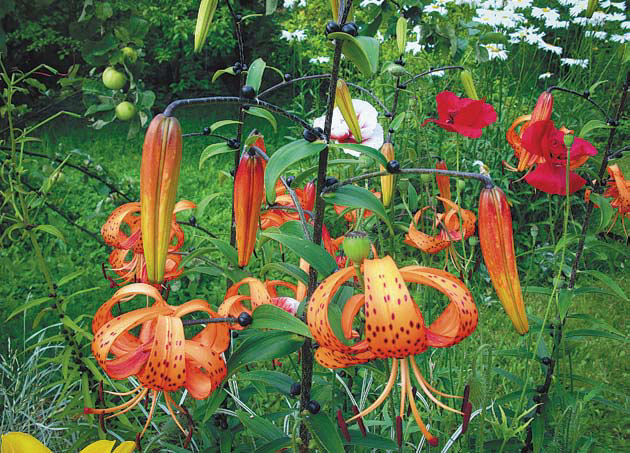 Садовые цветы от снега до снега - i_071.jpg