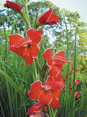 Садовые цветы от снега до снега - i_084.jpg