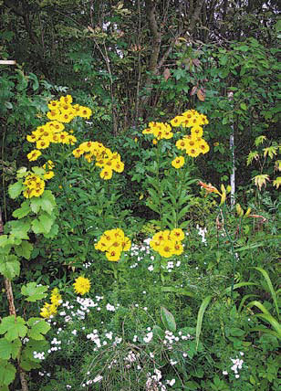 Садовые цветы от снега до снега - i_098.jpg