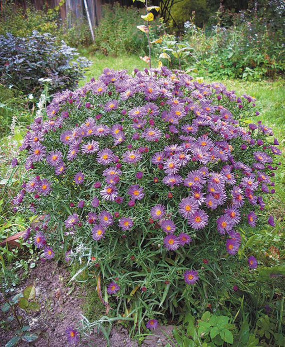 Садовые цветы от снега до снега - i_102.jpg