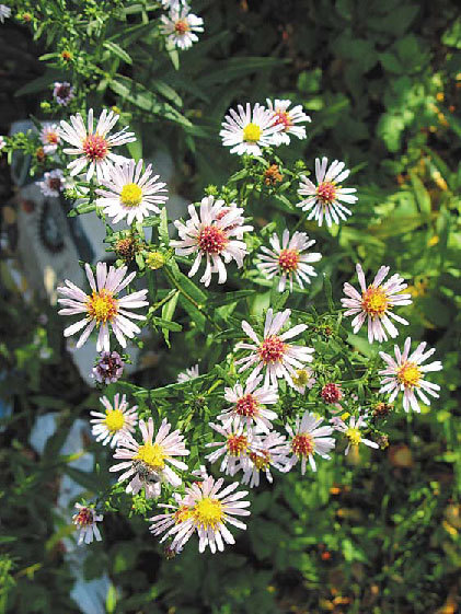 Садовые цветы от снега до снега - i_104.jpg