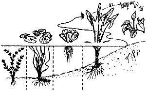 По аллеям гидросада - _5.jpg