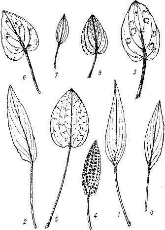 По аллеям гидросада - _7.jpg