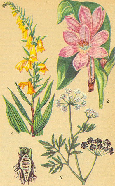 Загадки ядовитых растений - _3.jpg