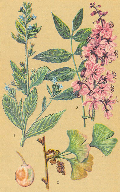 Загадки ядовитых растений - _4.jpg