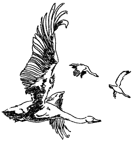 Нежнорогий возвращается в лес - i_004.png