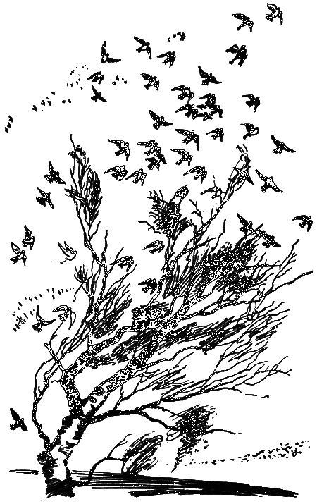 Нежнорогий возвращается в лес - i_009.png