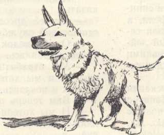 Дрессировщики - _5.jpg