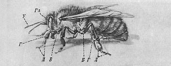 Из жизни пчёл - _17.jpg