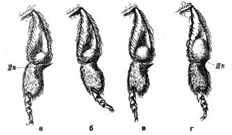 Из жизни пчёл - _19.jpg