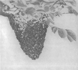 Из жизни пчёл - _33.jpg