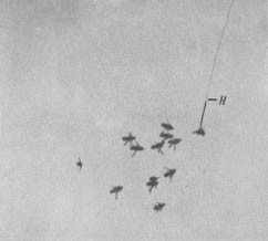 Из жизни пчёл - _34.jpg