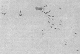 Из жизни пчёл - _35.jpg