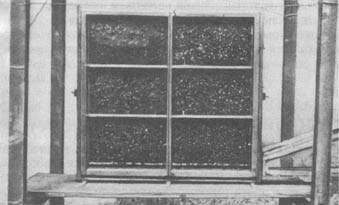 Из жизни пчёл - _36.jpg