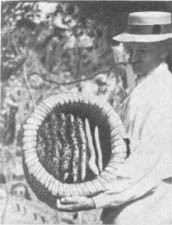 Из жизни пчёл - _4.jpg