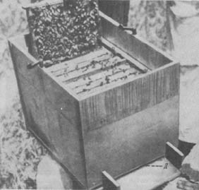 Из жизни пчёл - _6.jpg