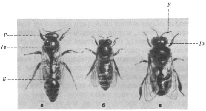 Из жизни пчёл - _2.jpg