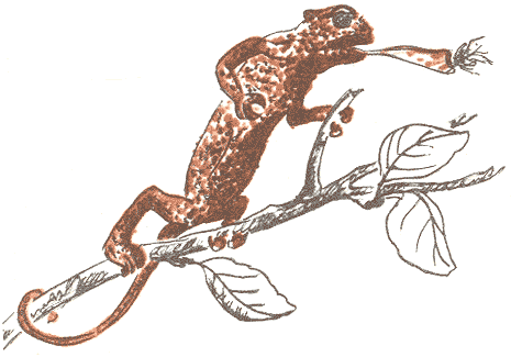 Занимательная зоология - doc2fb_image_03000042.png