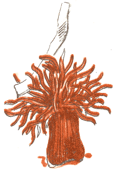 Занимательная зоология - doc2fb_image_0300006E.png