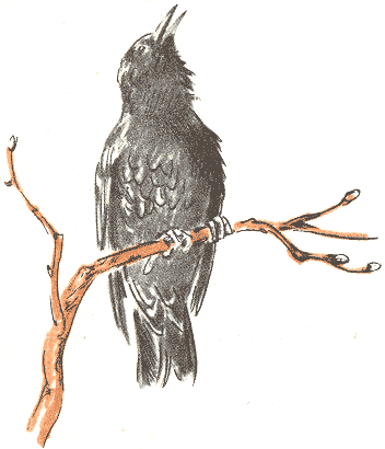 Занимательная зоология - doc2fb_image_03000075.png