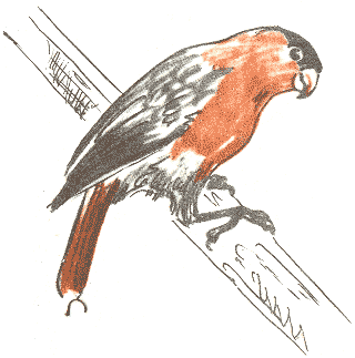 Занимательная зоология - doc2fb_image_03000076.png