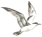 Занимательная зоология - doc2fb_image_0300008F.png