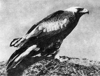 Природа донского края - i_075.jpg