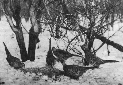 Природа донского края - i_079.jpg