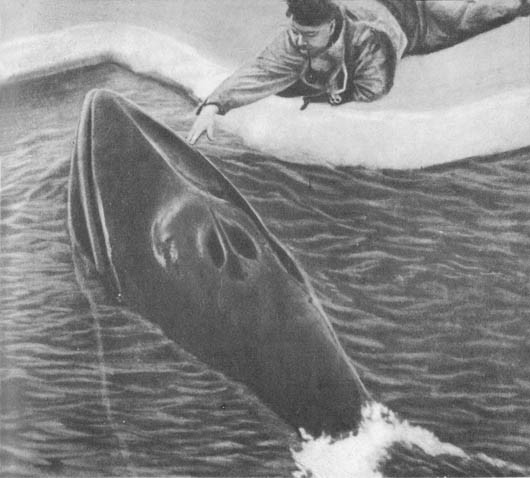 Кит - doc2fb_image_0200000E.jpg