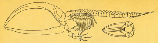 Кит - doc2fb_image_02000012.jpg